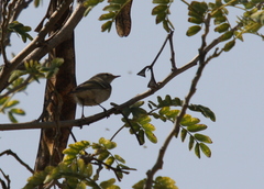 Phylloscopus humei