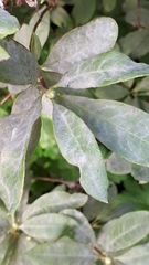 Erysiphe azaleae