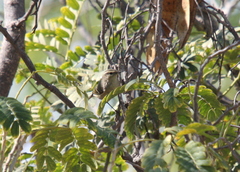 Phylloscopus humei