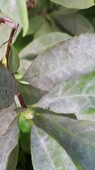 Erysiphe azaleae