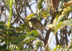 Phylloscopus humei