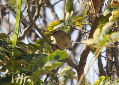 Phylloscopus humei