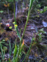 Bupleurum bicaule