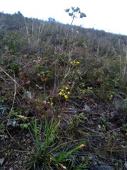 Bupleurum bicaule