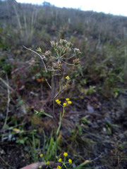 Bupleurum bicaule