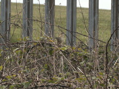 Acrocephalus schoenobaenus