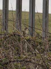 Acrocephalus schoenobaenus