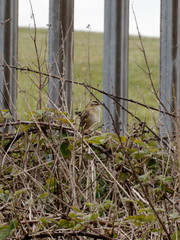 Acrocephalus schoenobaenus