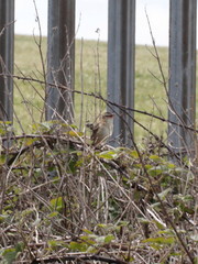 Acrocephalus schoenobaenus
