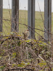 Acrocephalus schoenobaenus