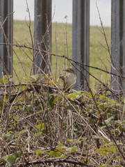 Acrocephalus schoenobaenus