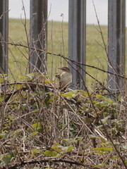 Acrocephalus schoenobaenus