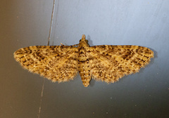 Eupithecia maestosa