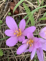 Colchicum autumnale