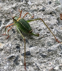 Barbitistes constrictus