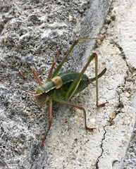 Barbitistes constrictus