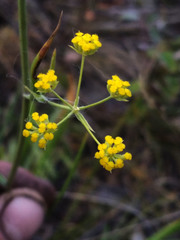Bupleurum bicaule