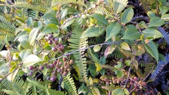 Vaccinium bracteatum
