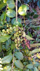 Vaccinium bracteatum