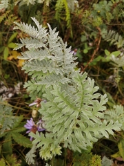 Artemisia armeniaca