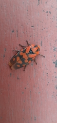 Phymatostetha dorsivitta