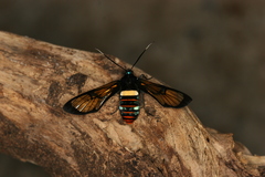 Autochloris jansonis