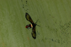 Autochloris jansonis