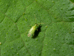 Macrolophus glaucescens