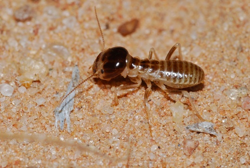 Northern Harvester Termite photo 3