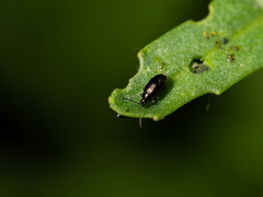 Phyllotreta nigripes