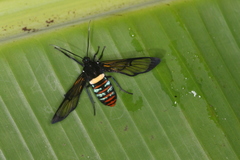 Autochloris jansonis