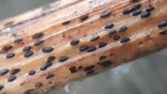 Lophodermium paeoniae