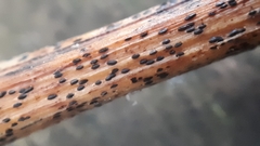 Lophodermium paeoniae