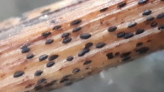 Lophodermium paeoniae