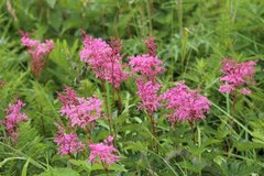 Filipendula multijuga ciliata