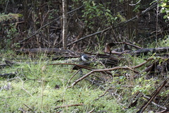 Eopsaltria georgiana