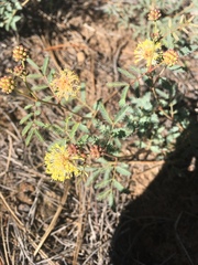 Desmanthus cooleyi