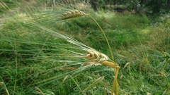 Hordeum vulgare