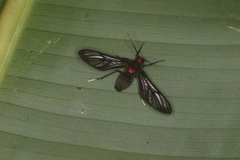 Chrostosoma destricta