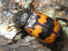 Nicrophorus quadripunctatus
