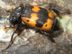 Nicrophorus quadripunctatus