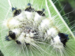 Acronicta major