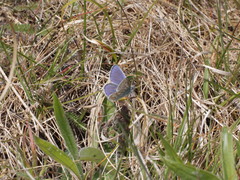 Polyommatus icarus