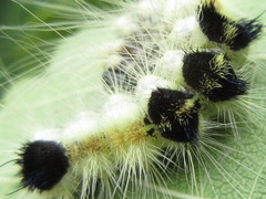 Acronicta major