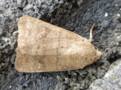 Athetis stellata