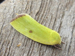 Earias pudicana