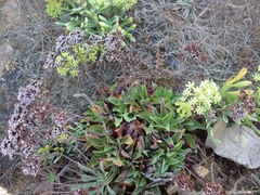 Limonium nydeggeri