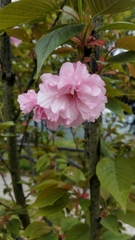 Prunus serrulata