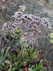 Limonium nydeggeri