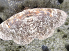 Hypostrotia cinerea